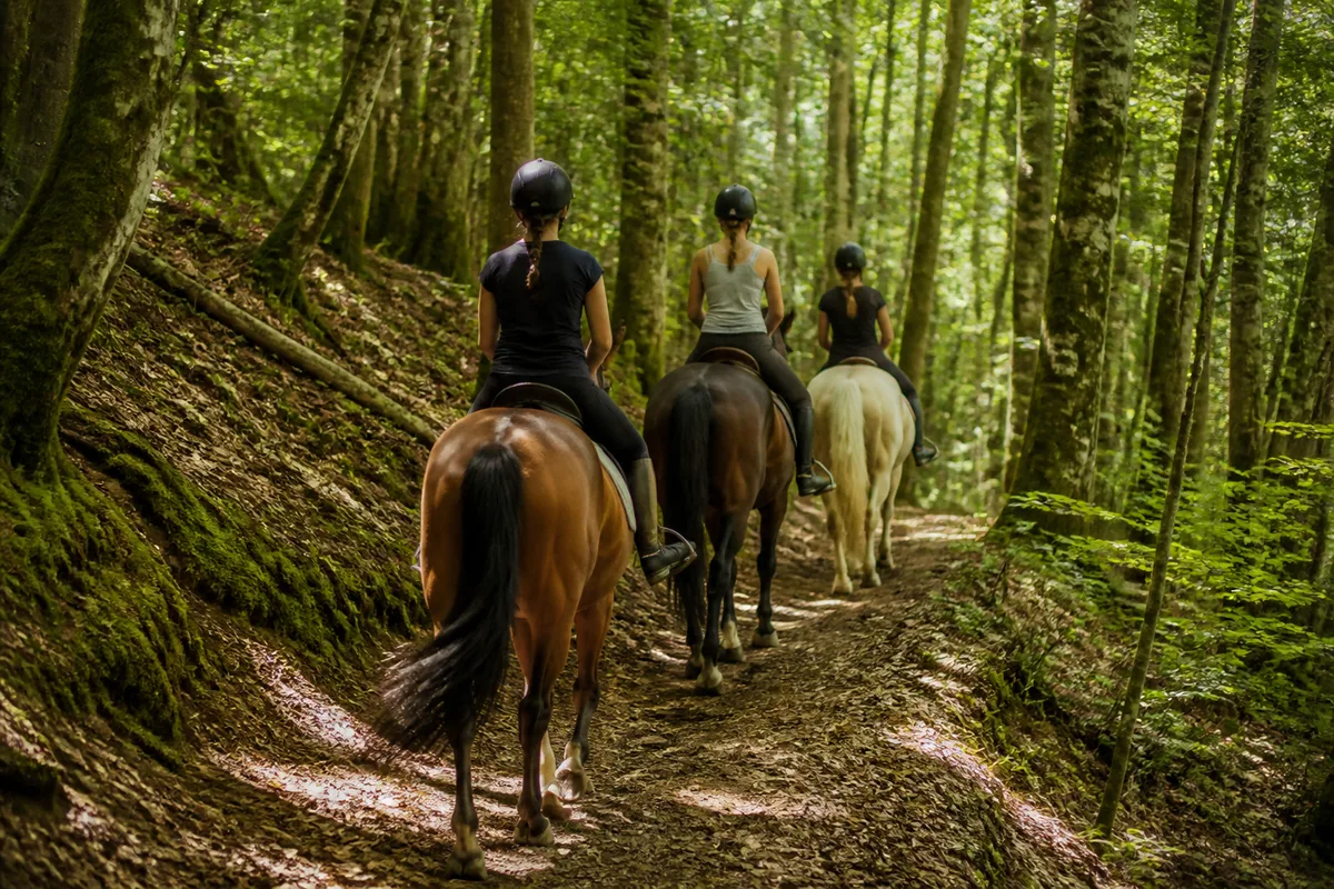 Cavaliers en file sur un sentier forestier des Bauges, lumière filtrée par les hêtres